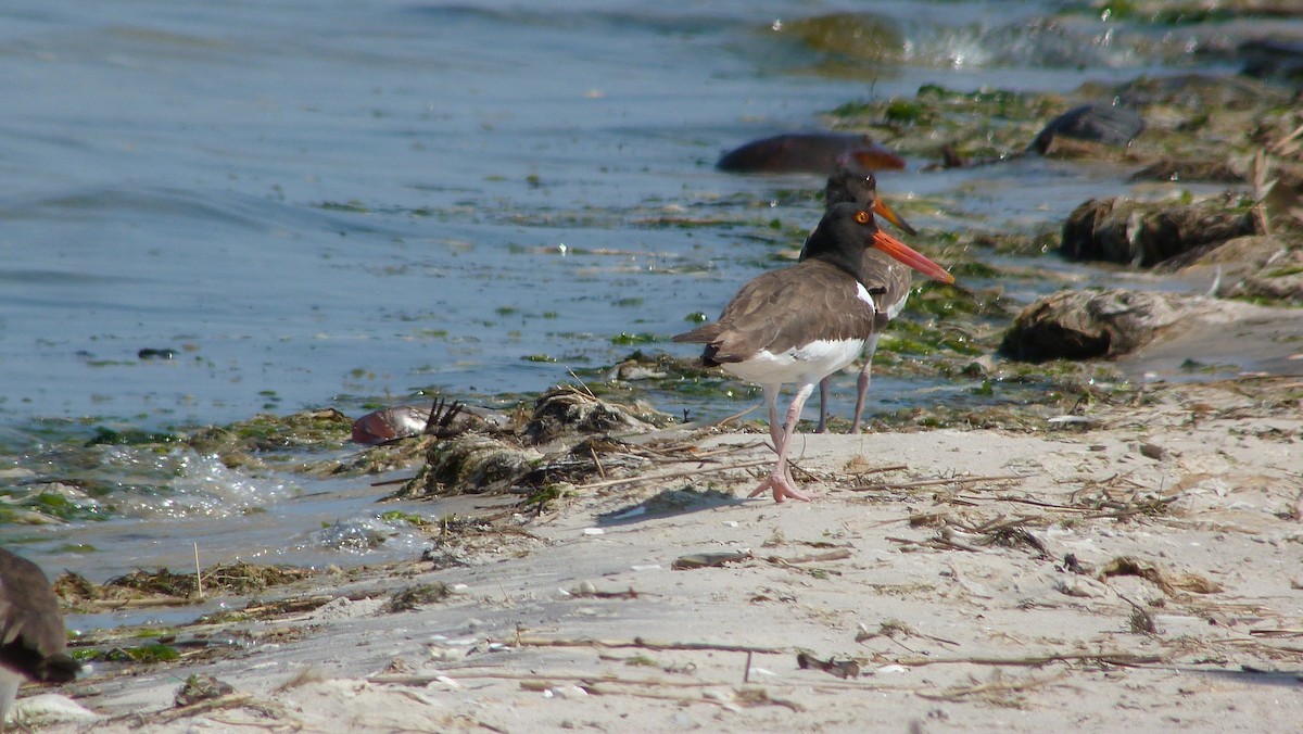 Американский кулик-сорока - ML644482598