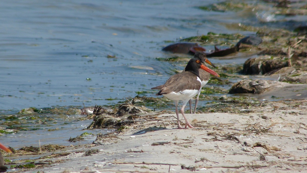 Американский кулик-сорока - ML644482599