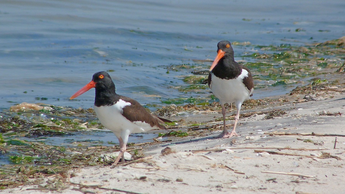 Американский кулик-сорока - ML644482600