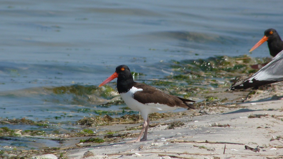 Американский кулик-сорока - ML644482601