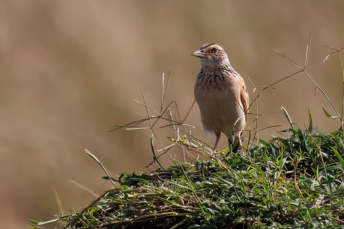 Rufous-naped Lark - ML644482602