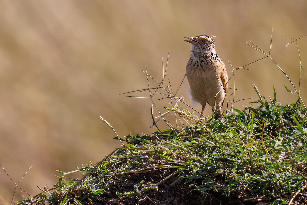 Rufous-naped Lark - ML644482603