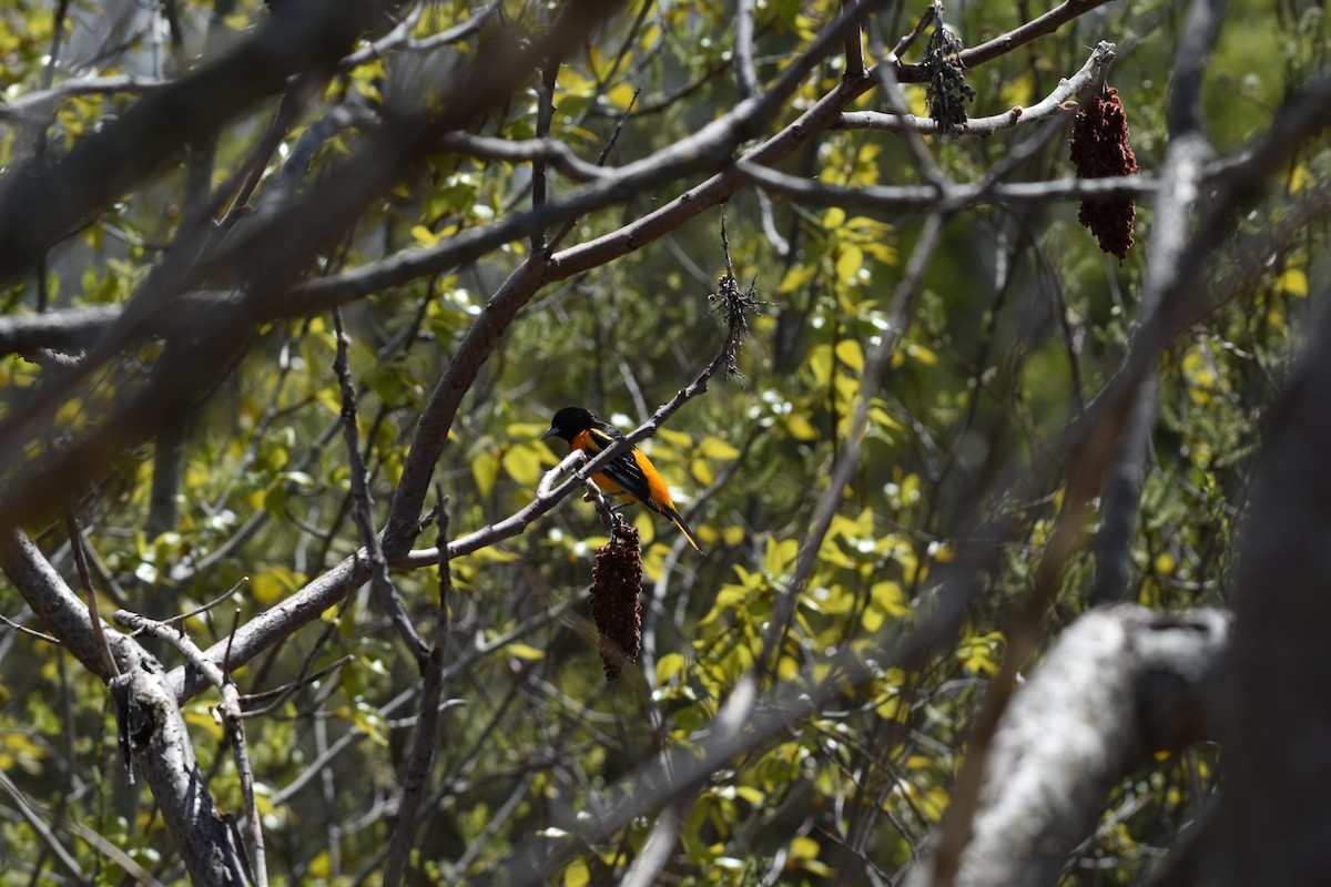 ボルチモアムクドリモドキ - ML644482611