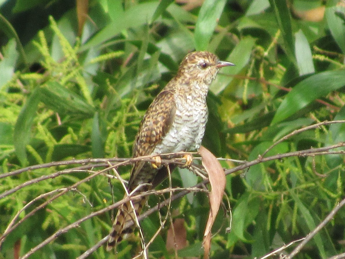 klagegjøk - ML644482612