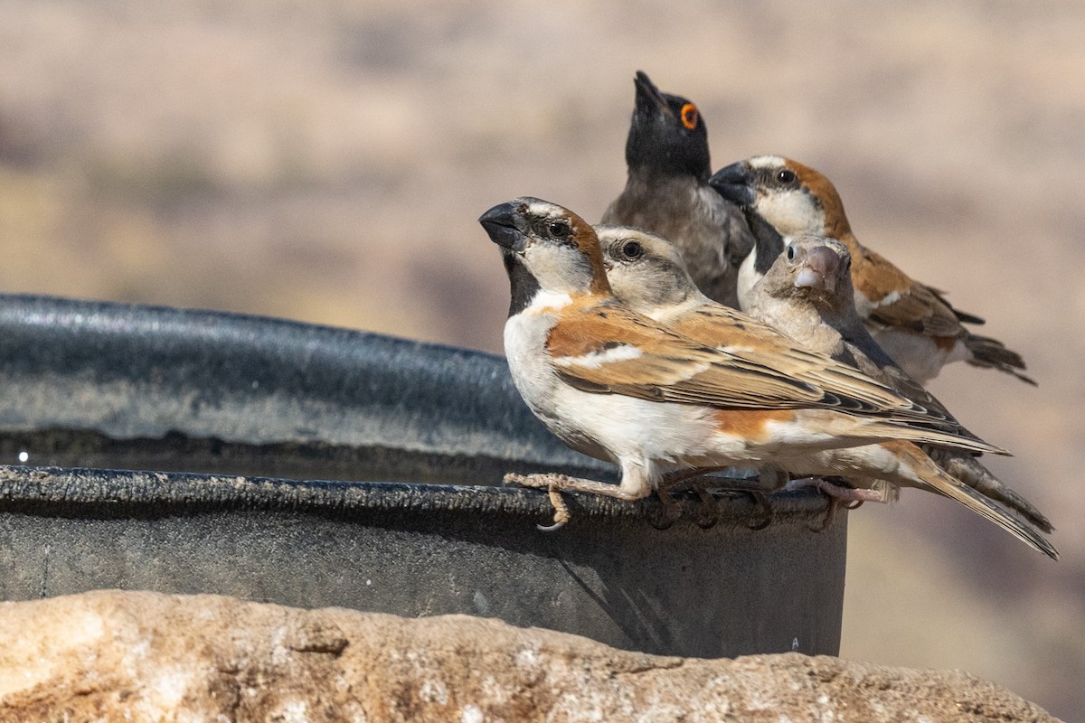 Great Rufous Sparrow - ML644482626