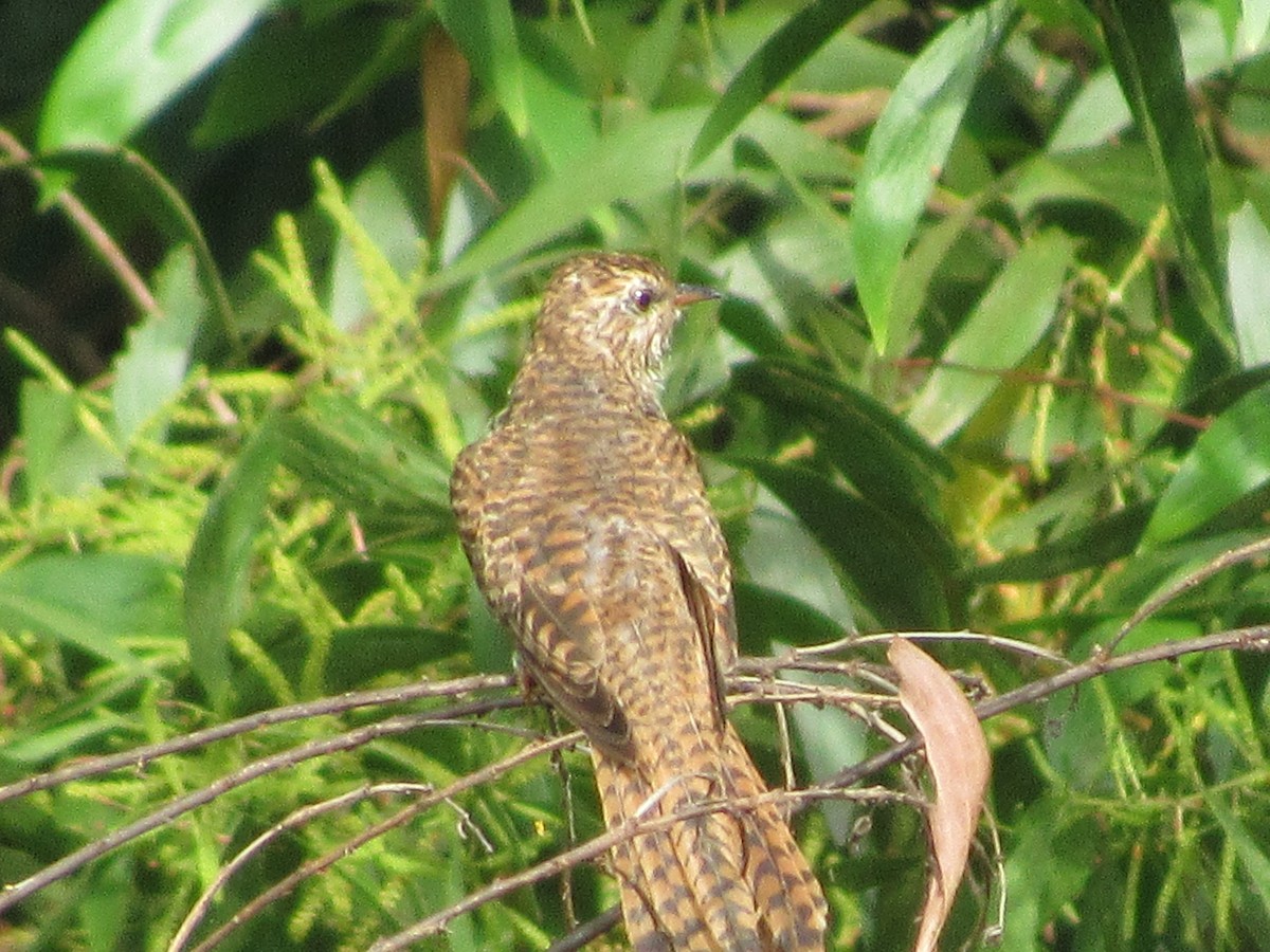 klagegjøk - ML644482633