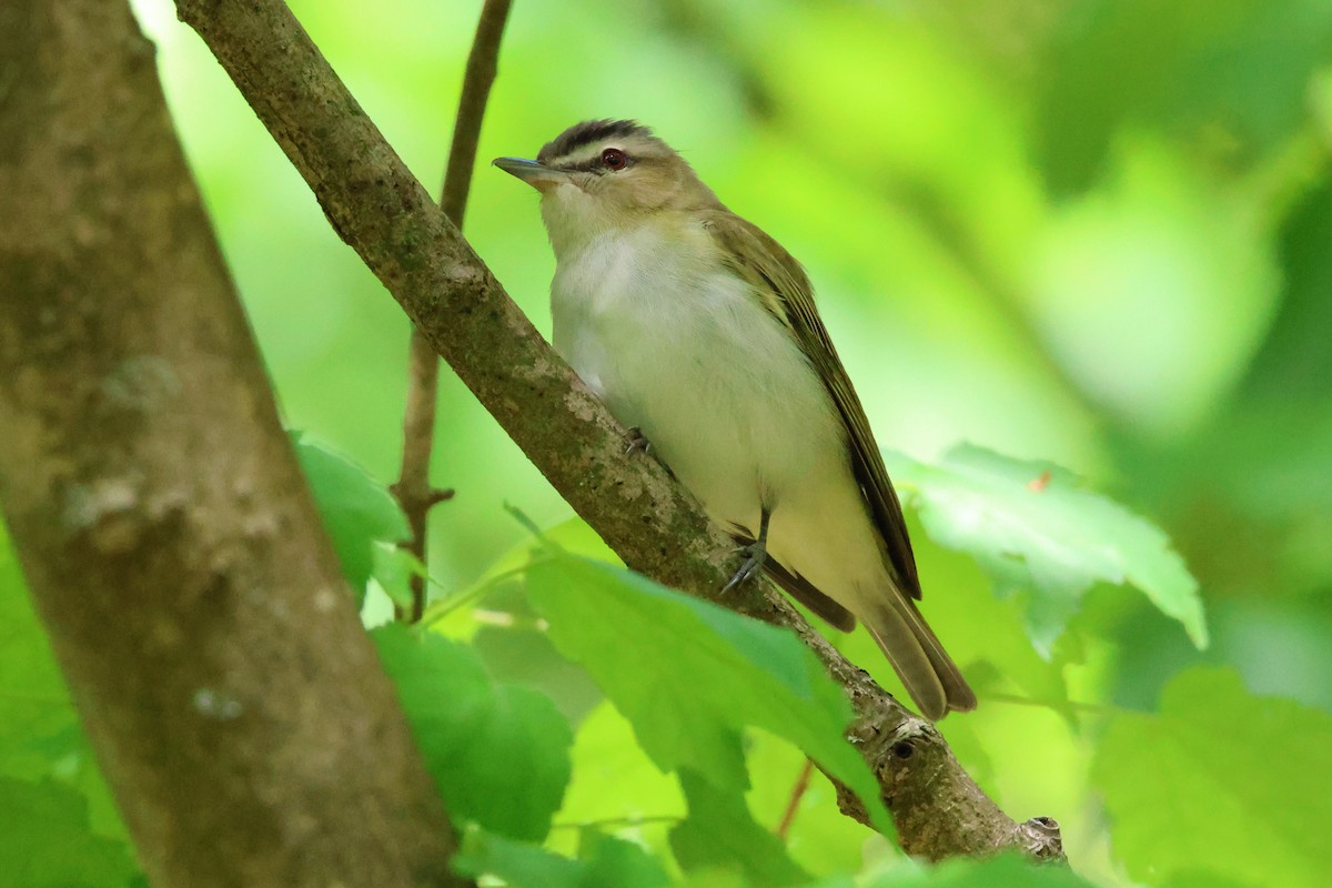 アカメモズモドキ - ML644482645