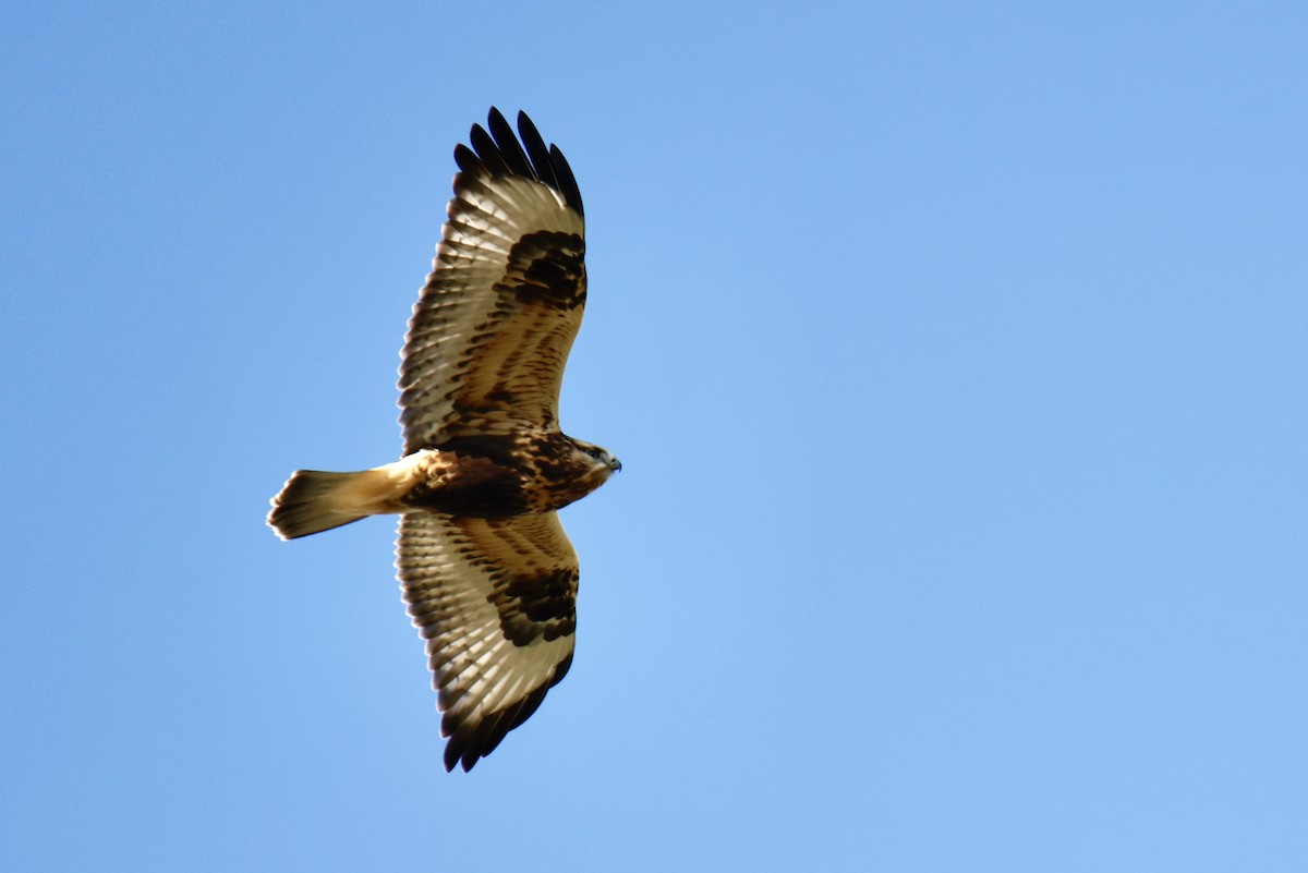 Rough-legged Hawk - ML644482648