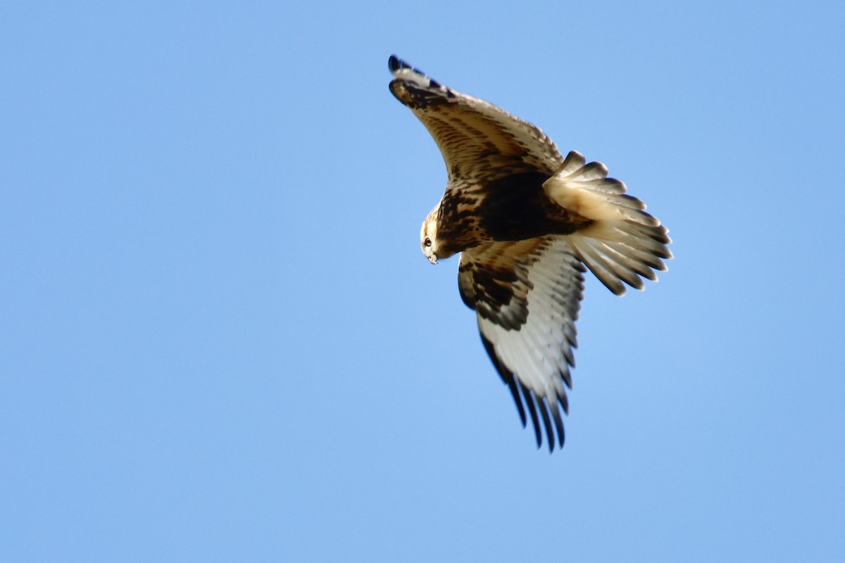 Rough-legged Hawk - ML644482650