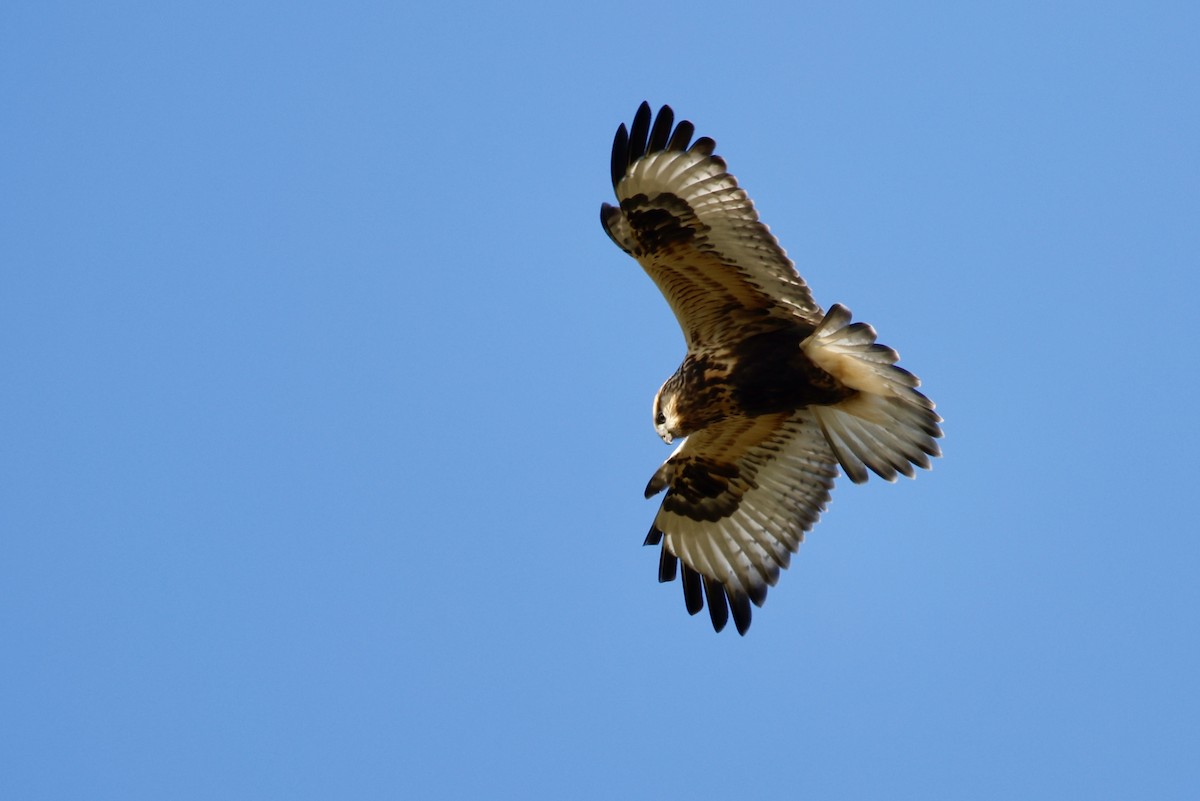 Rough-legged Hawk - ML644482651