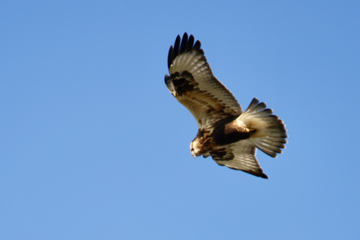 Rough-legged Hawk - ML644482652