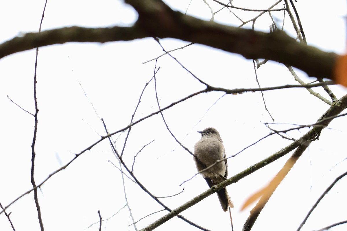 Townsend's Solitaire - ML644482669