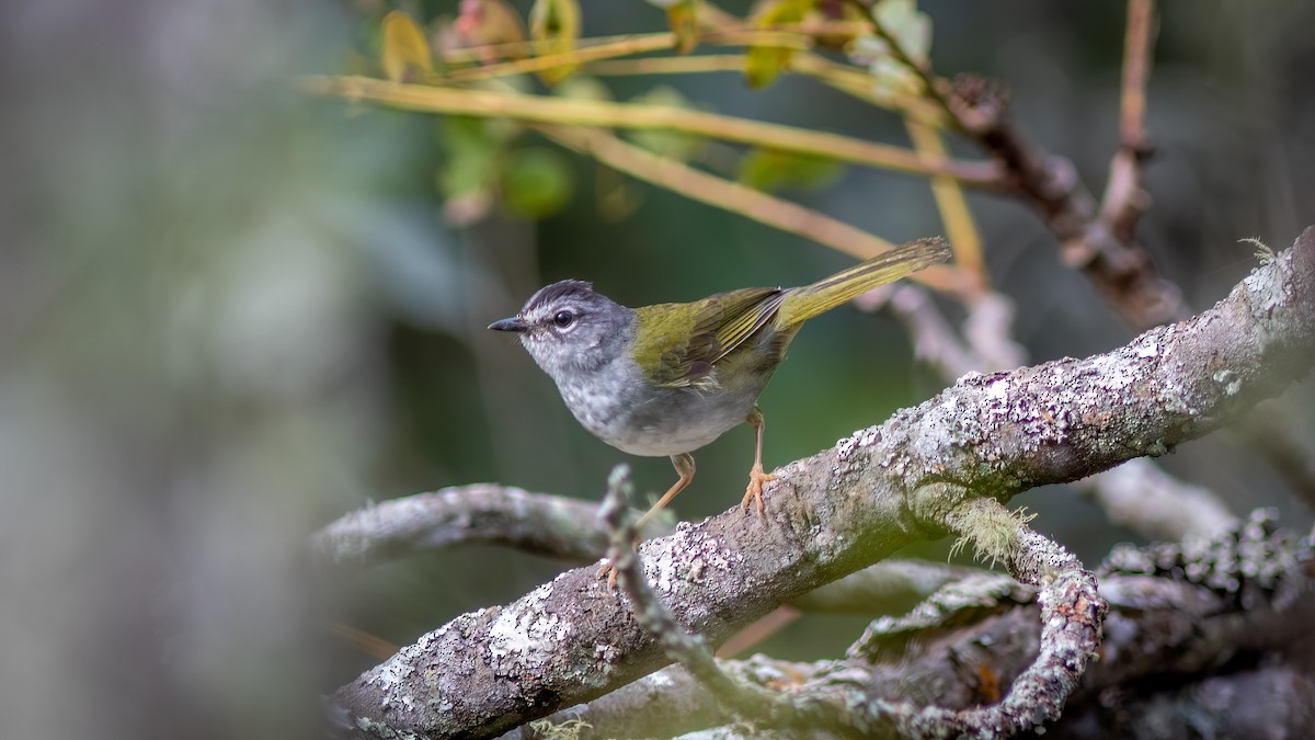 White-browed Warbler - ML644482670