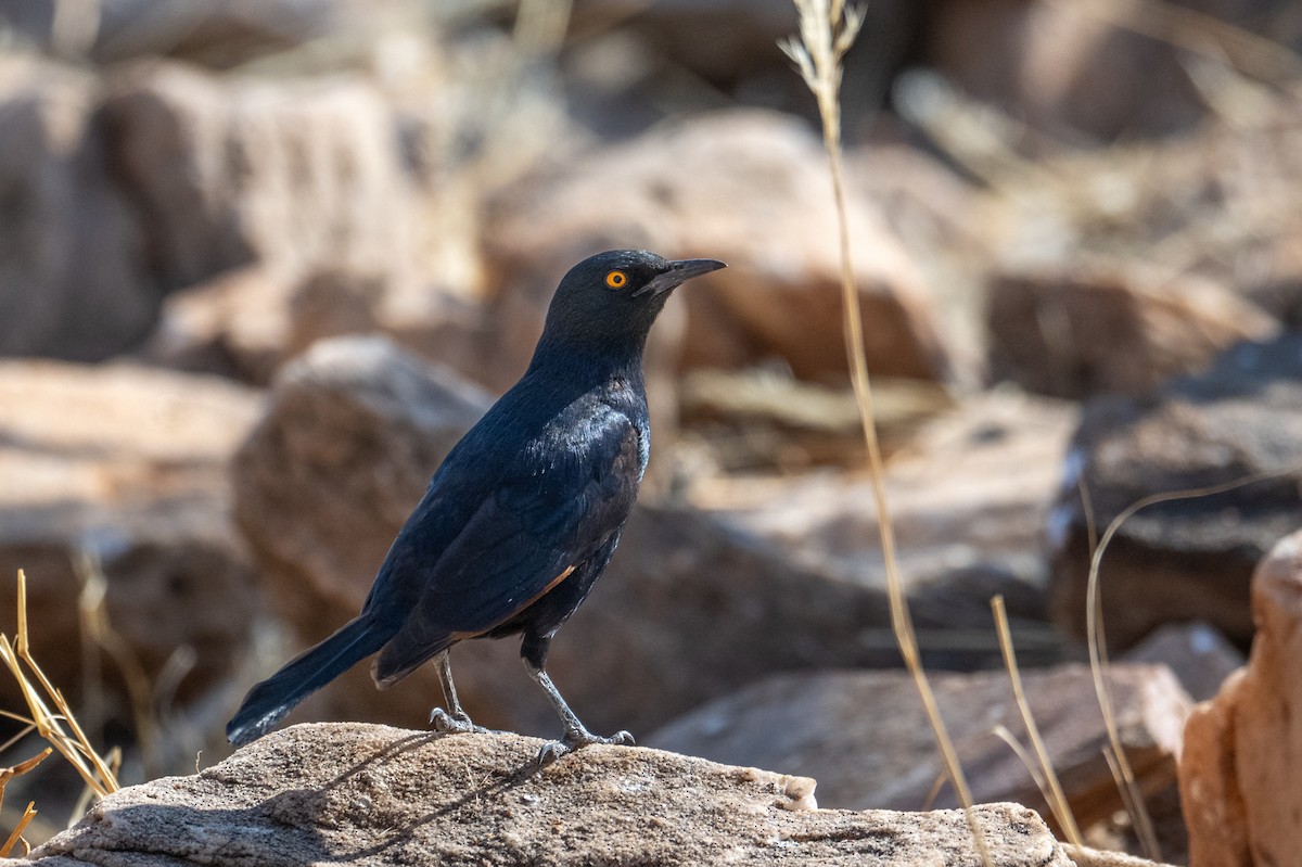 blekvingestær - ML644482673