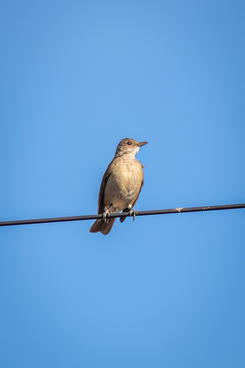 Fahlbrustdrossel - ML644482674