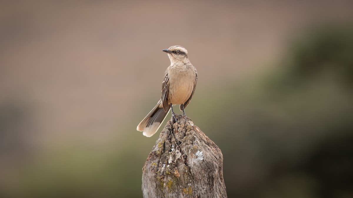 マミジロマネシツグミ - ML644482680