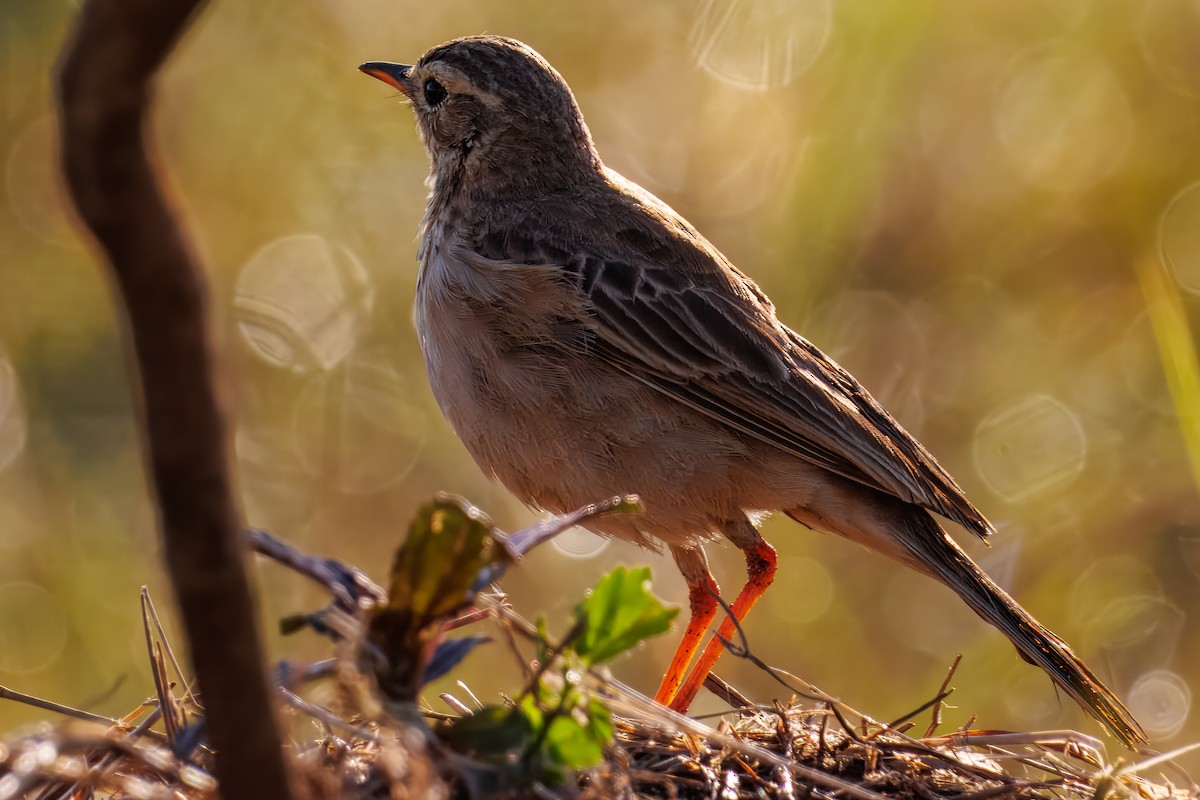 ハシナガビンズイ - ML644482686