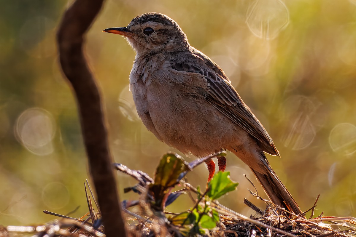 ハシナガビンズイ - ML644482687