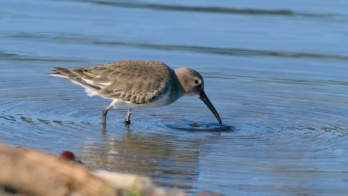 Чернозобик - ML644482705