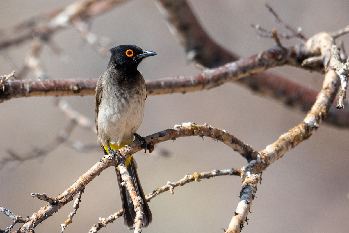 Bulbul brunoir - ML644482709