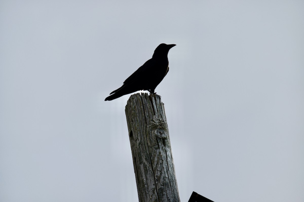 American Crow - ML644482723