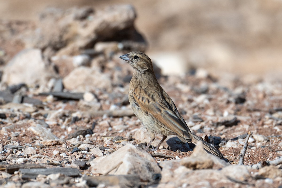 nomadespurv - ML644482729