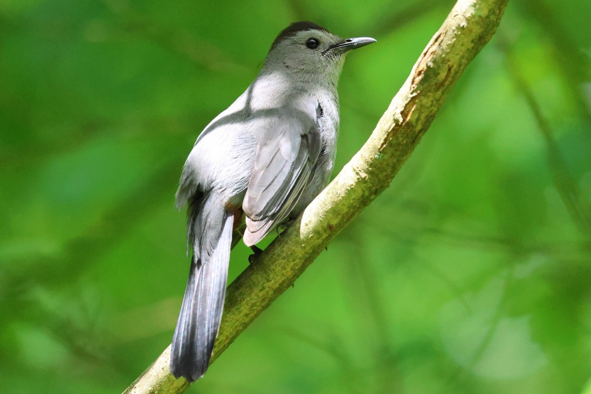 Gray Catbird - ML644482734
