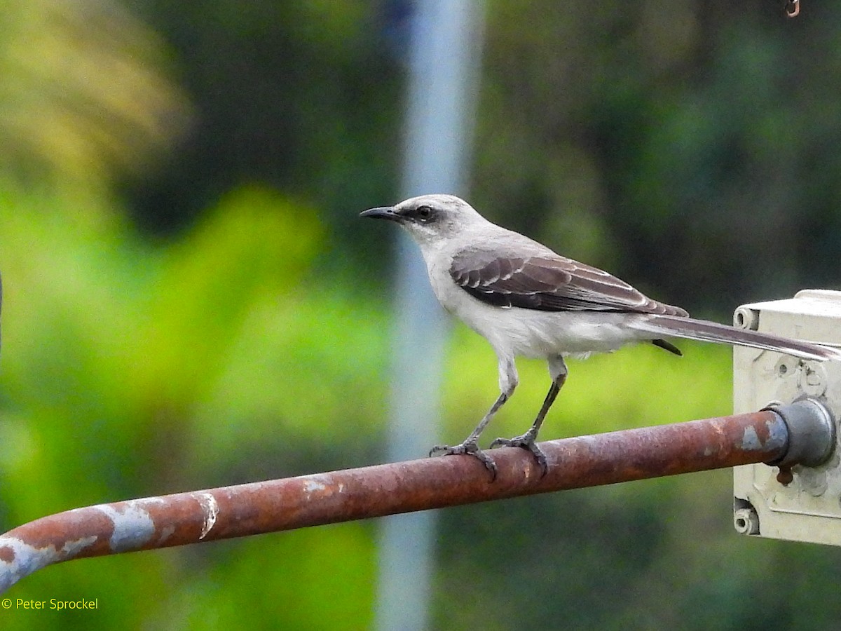 Tropenspottdrossel [gilvus-Gruppe] - ML644482740