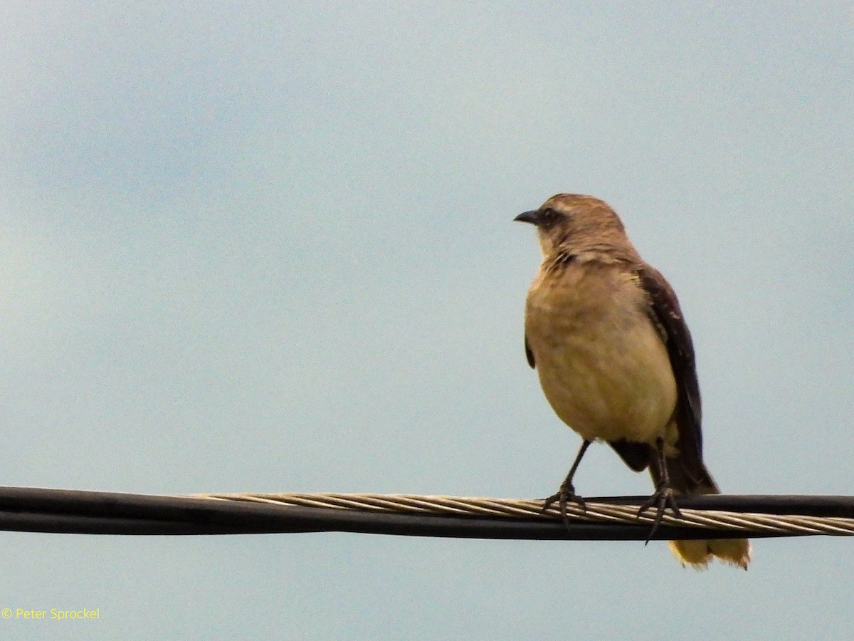 Tropenspottdrossel [gilvus-Gruppe] - ML644482741