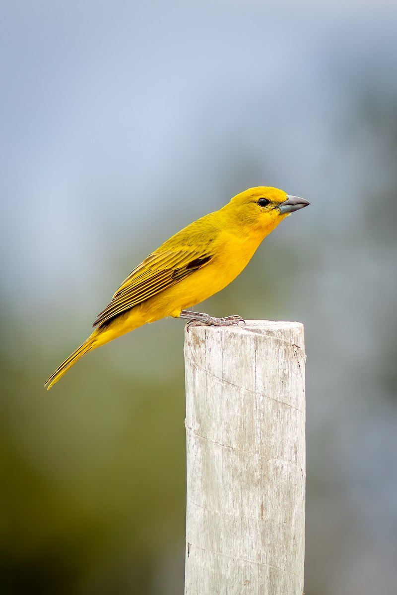 Hepatic Tanager (Lowland) - ML644482743