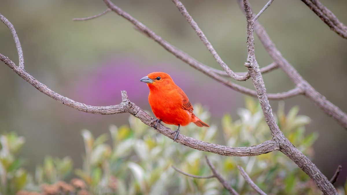 Hepatic Tanager (Lowland) - ML644482744