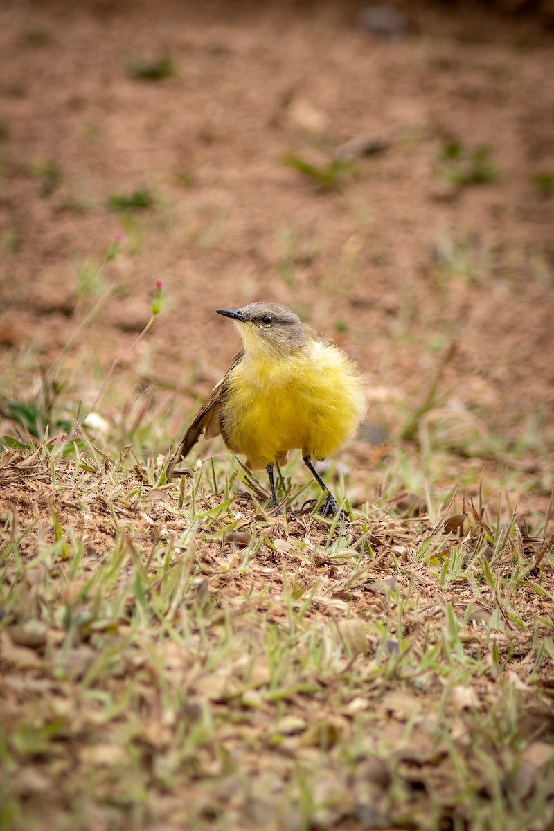 Cattle Tyrant - ML644482745