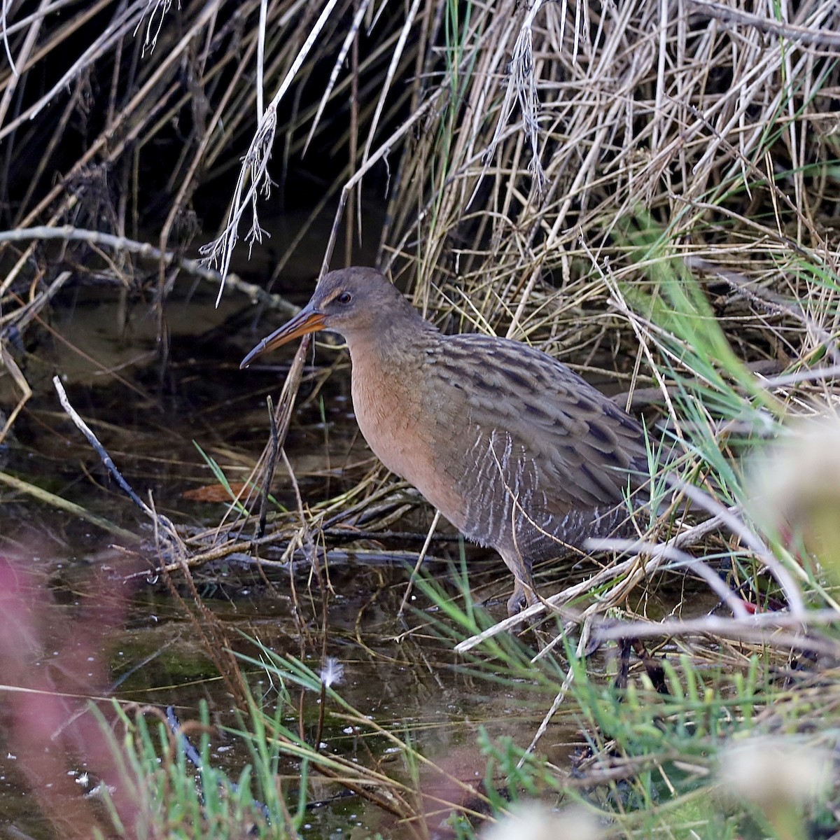 ニシオニクイナ - ML644482764