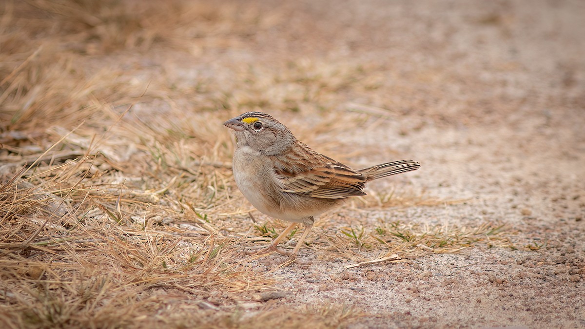 Grassland Sparrow - ML644482766