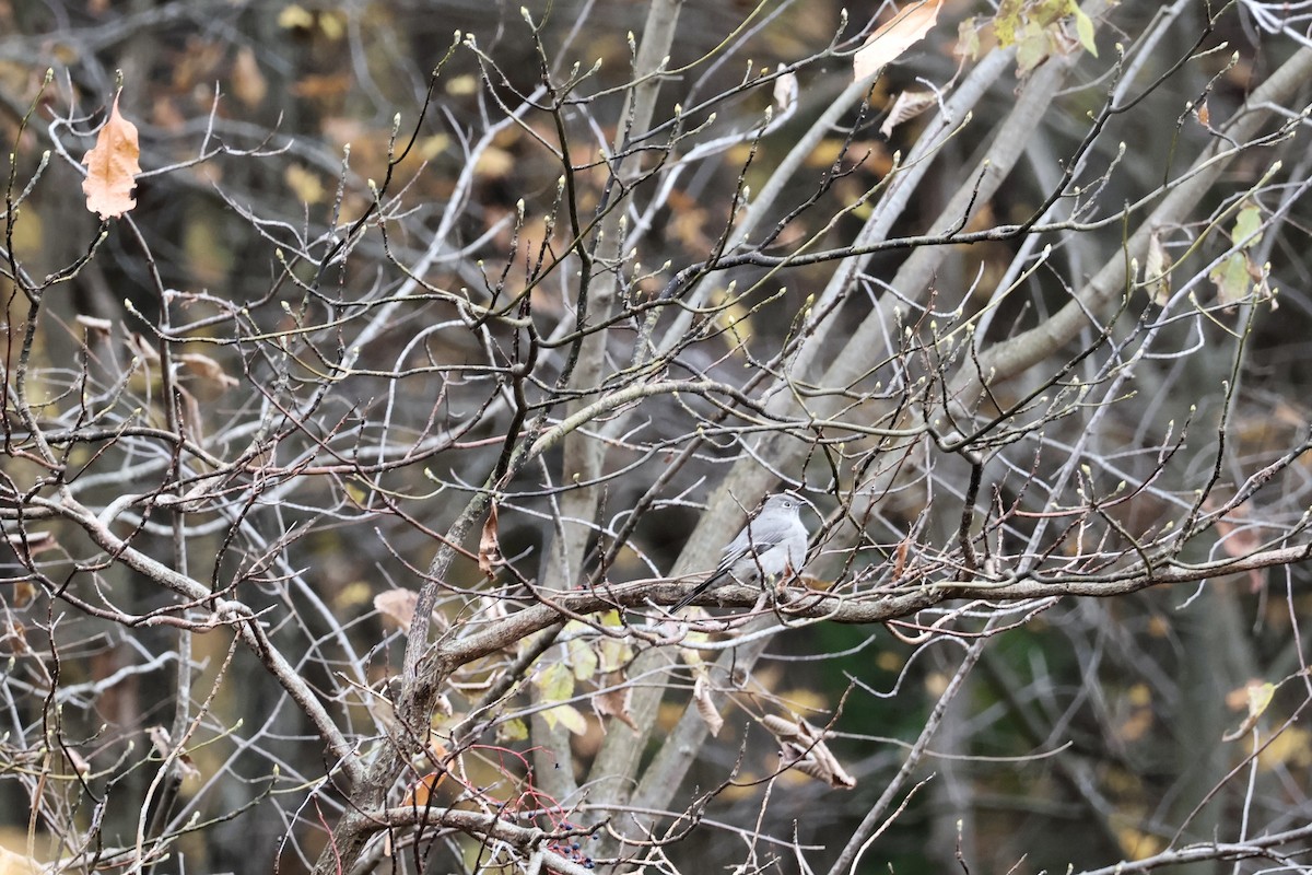 Townsend's Solitaire - ML644482770