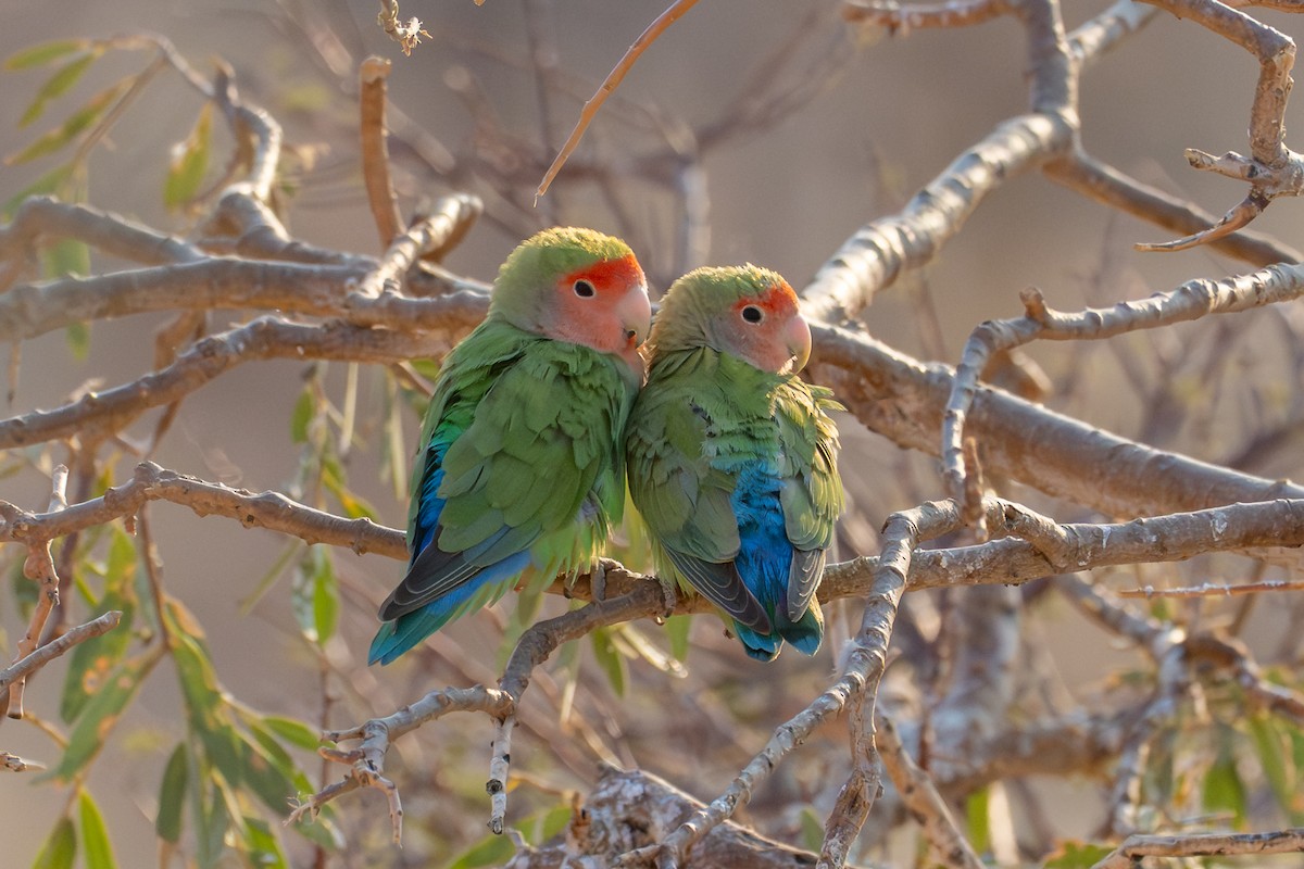 Rosy-faced Lovebird - ML644482771