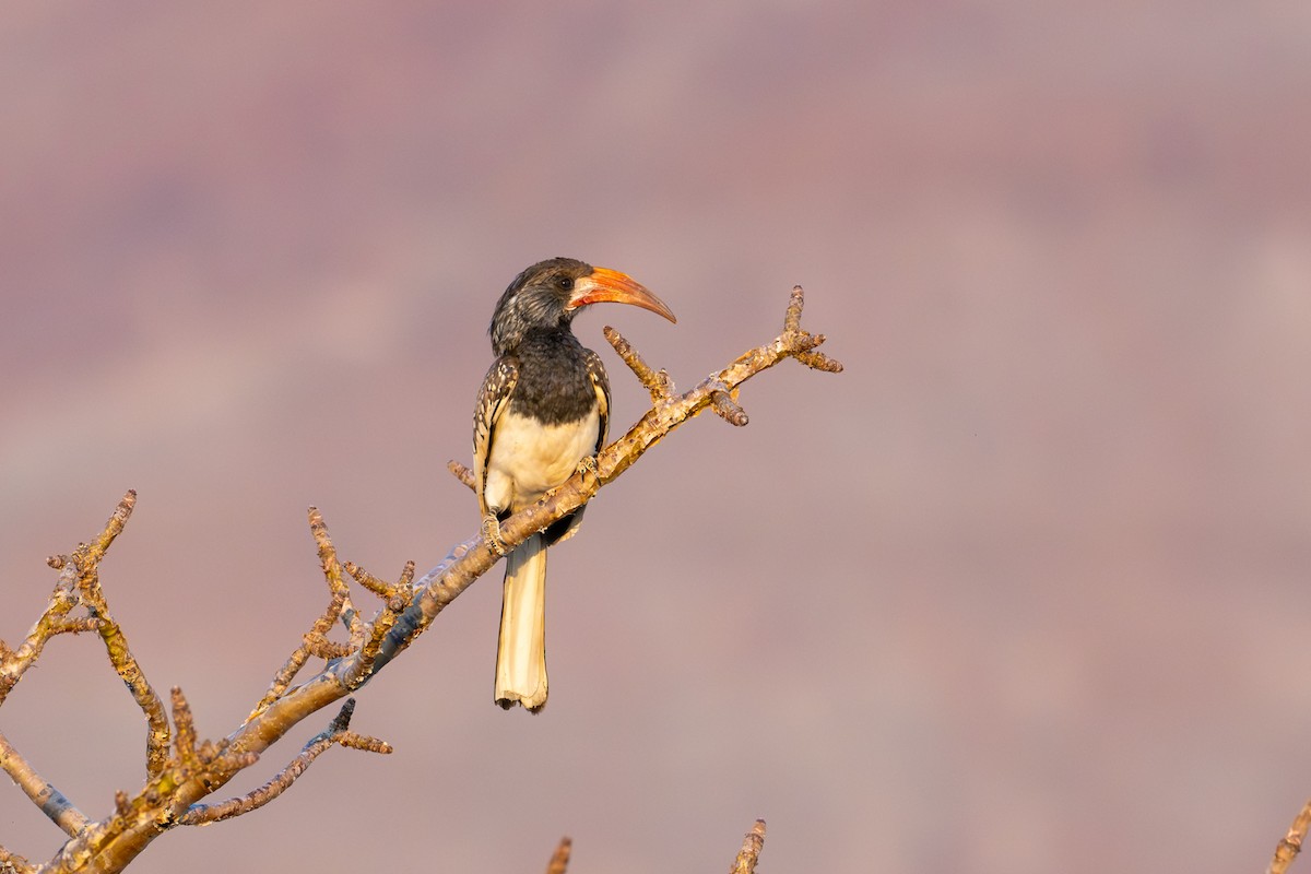 Monteiro's Hornbill - ML644482775