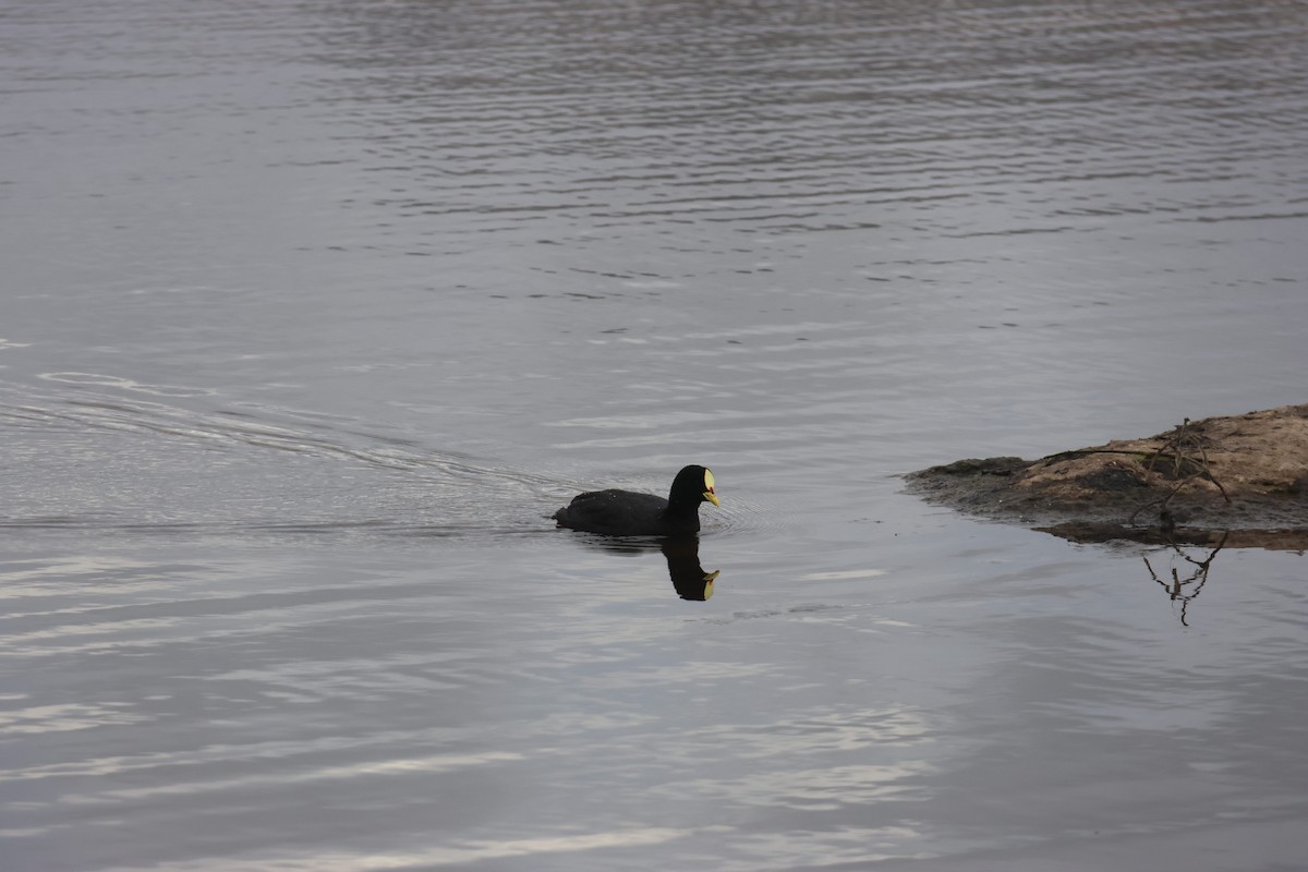 Foulque à jarretières - ML644482777