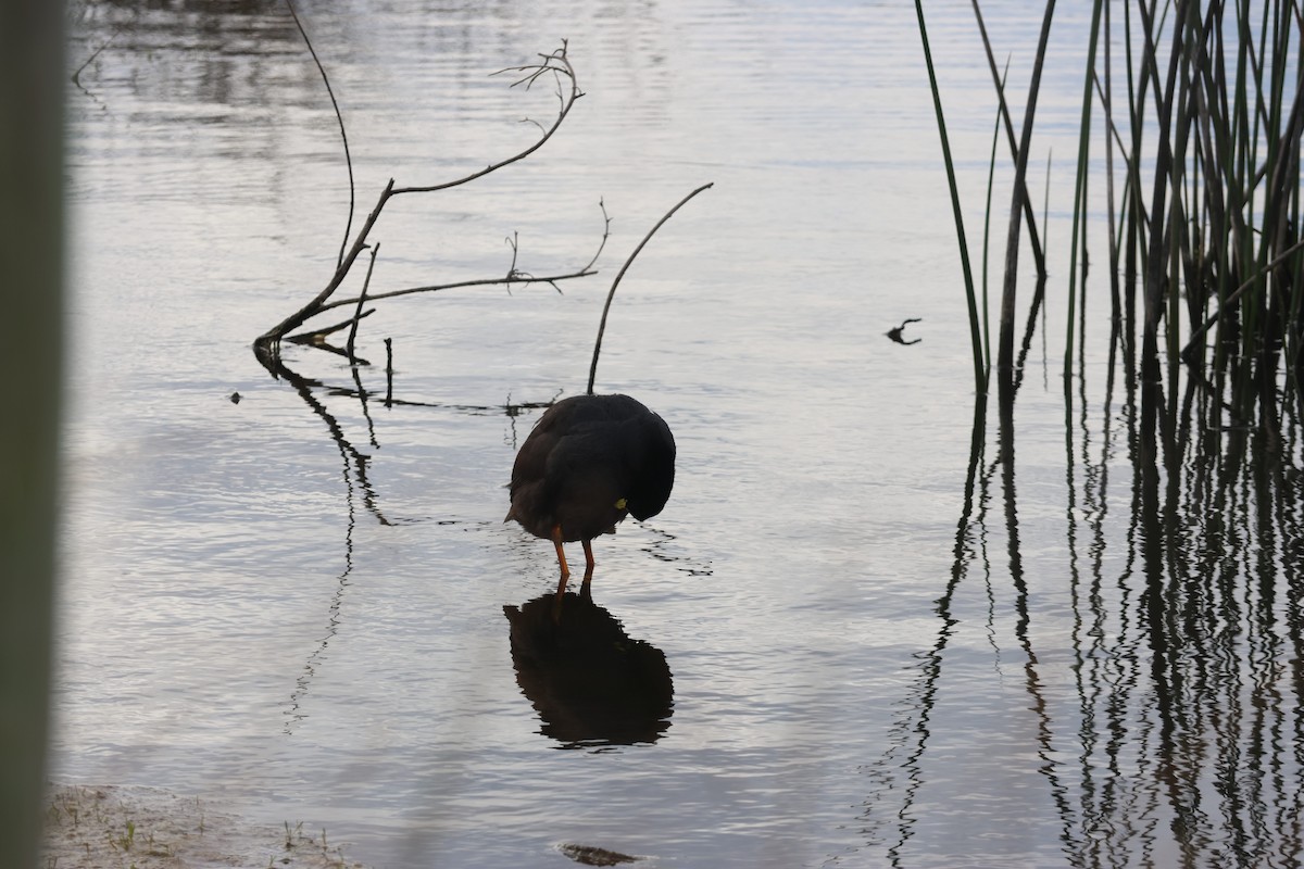 Foulque à jarretières - ML644482779