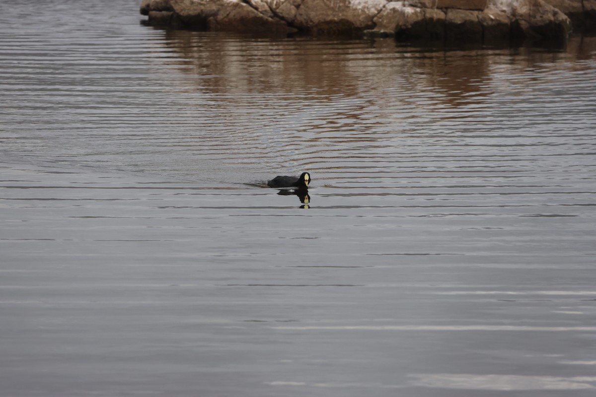 Foulque à jarretières - ML644482780
