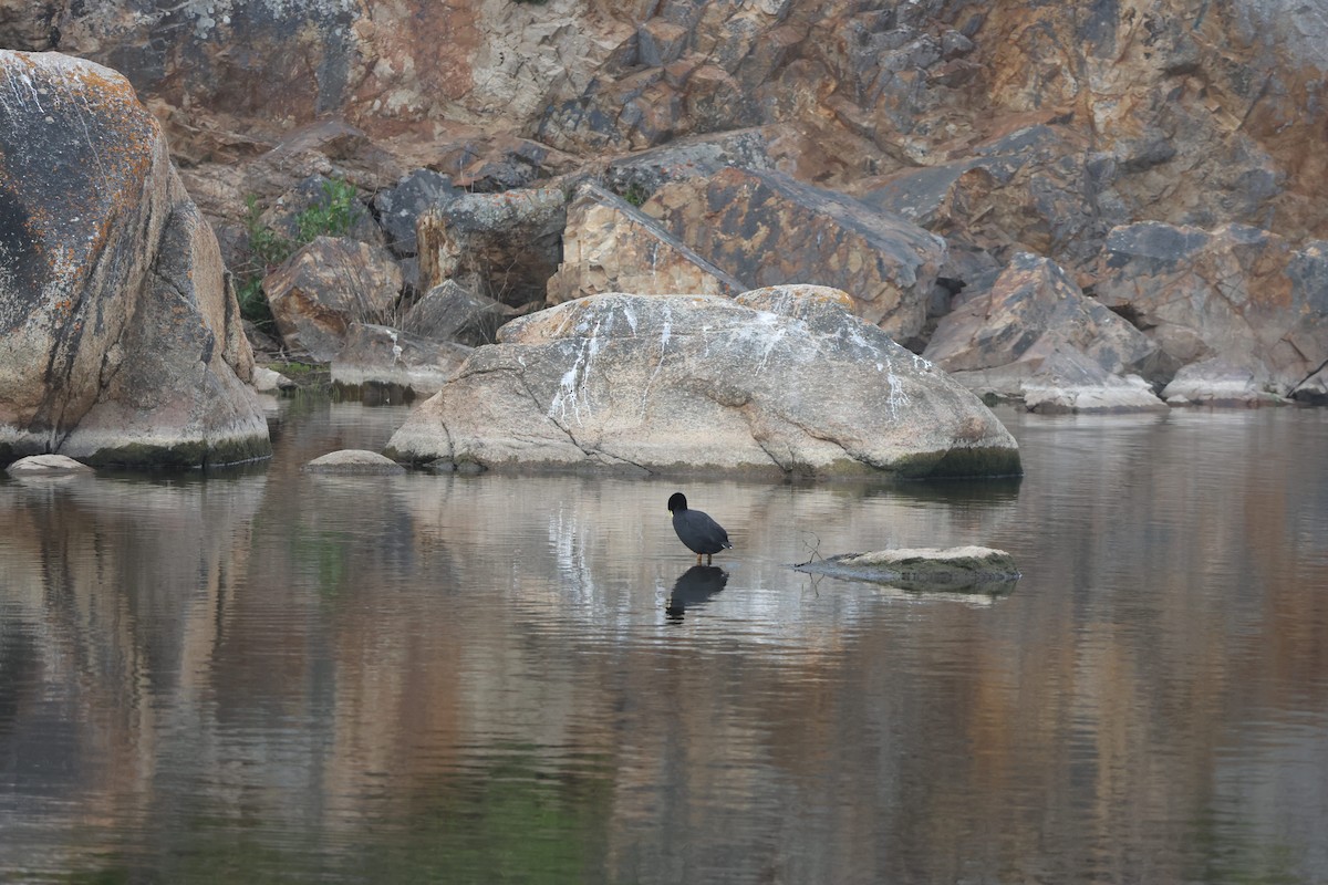 Foulque à jarretières - ML644482781