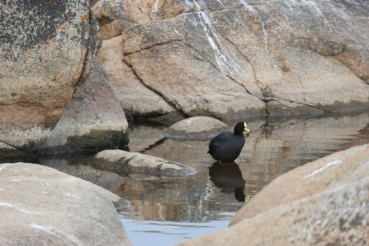 Foulque à jarretières - ML644482783