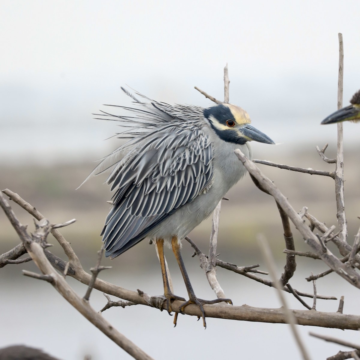 Yellow-crowned Night Heron - ML644482784