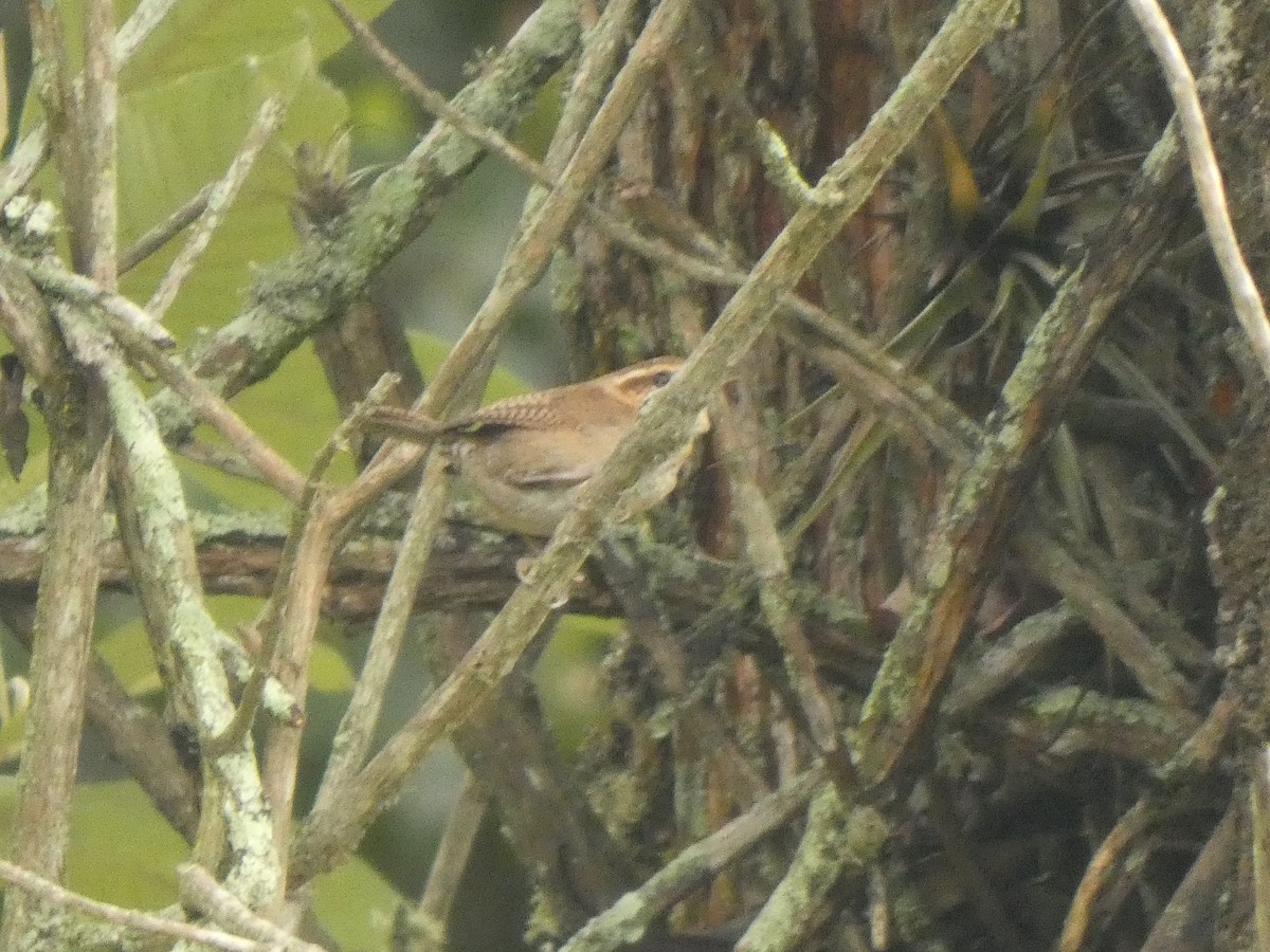 Mountain Wren - ML644482794