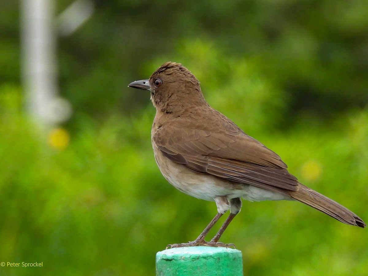 Black-billed Thrush - ML644482804