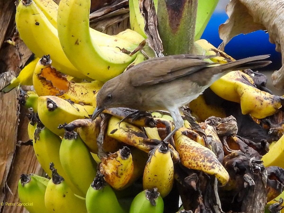 Black-billed Thrush - ML644482805