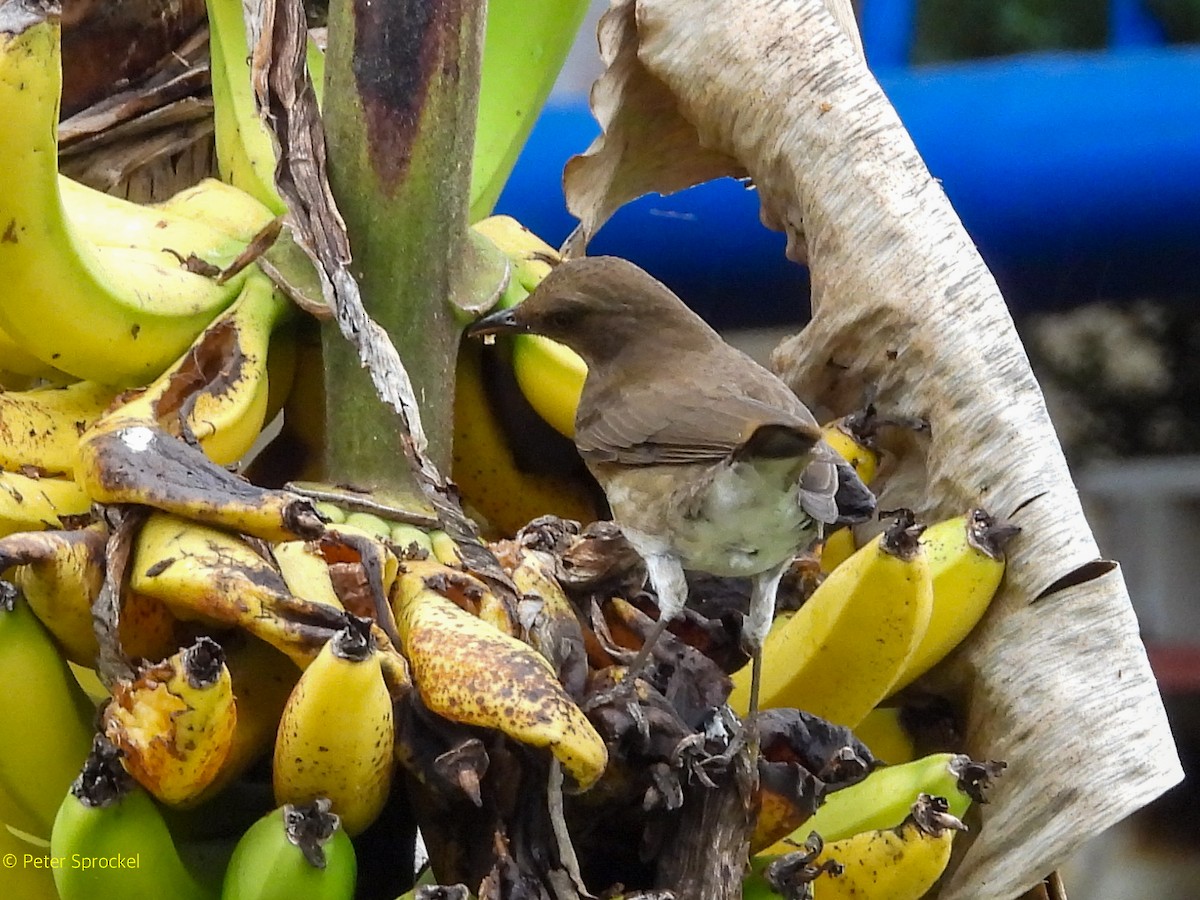 Black-billed Thrush - ML644482806