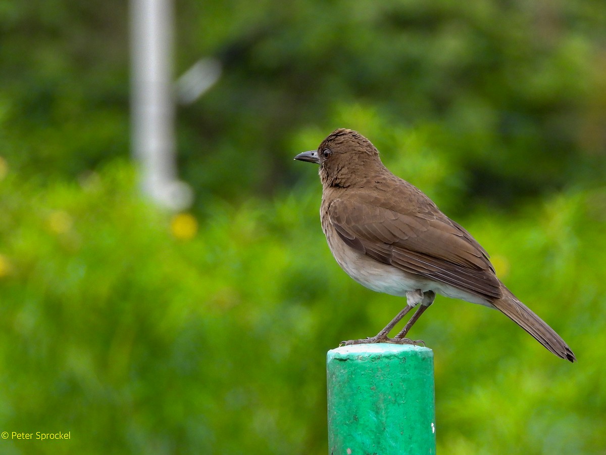 Black-billed Thrush - ML644482807