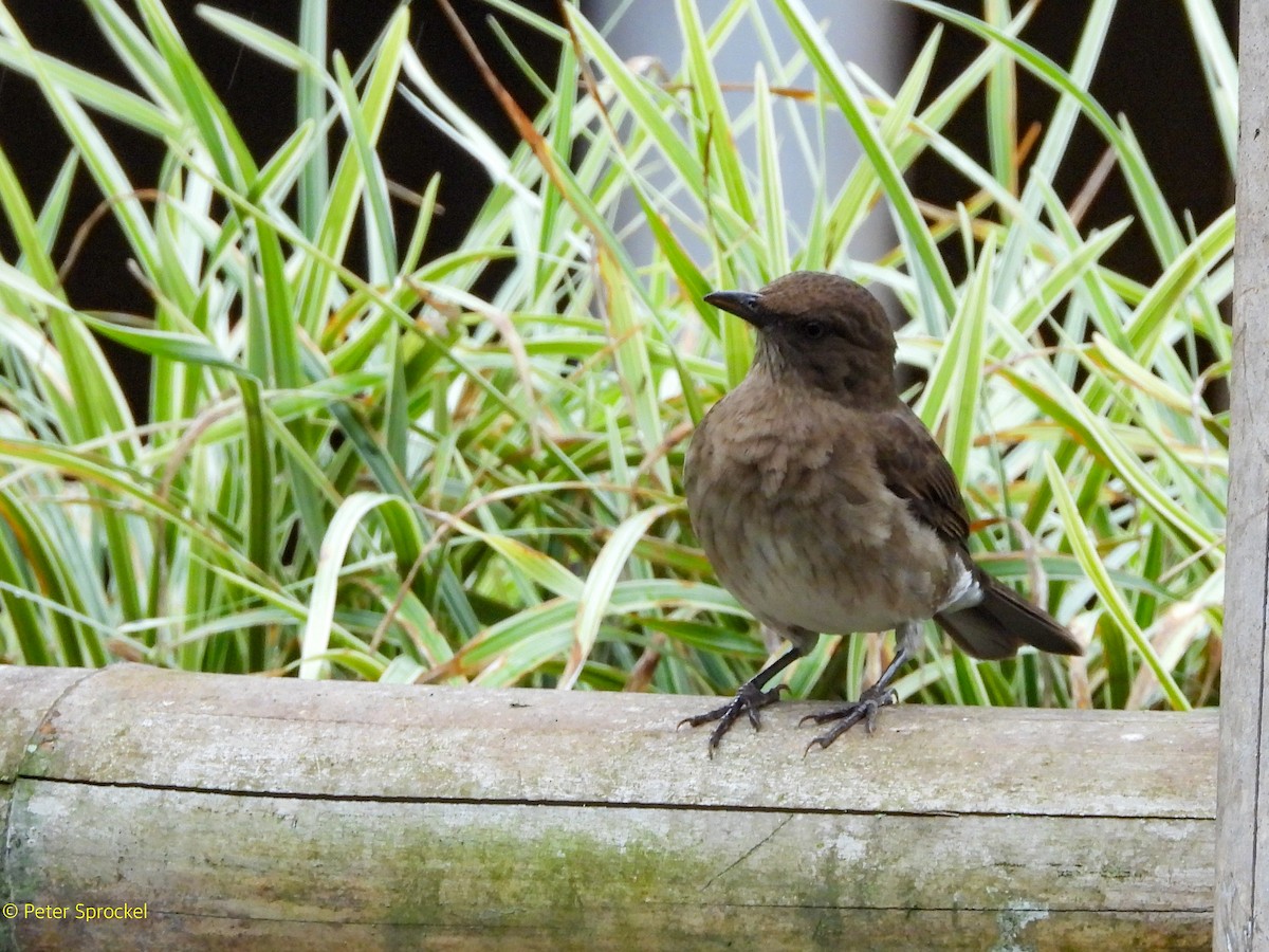 Black-billed Thrush - ML644482808