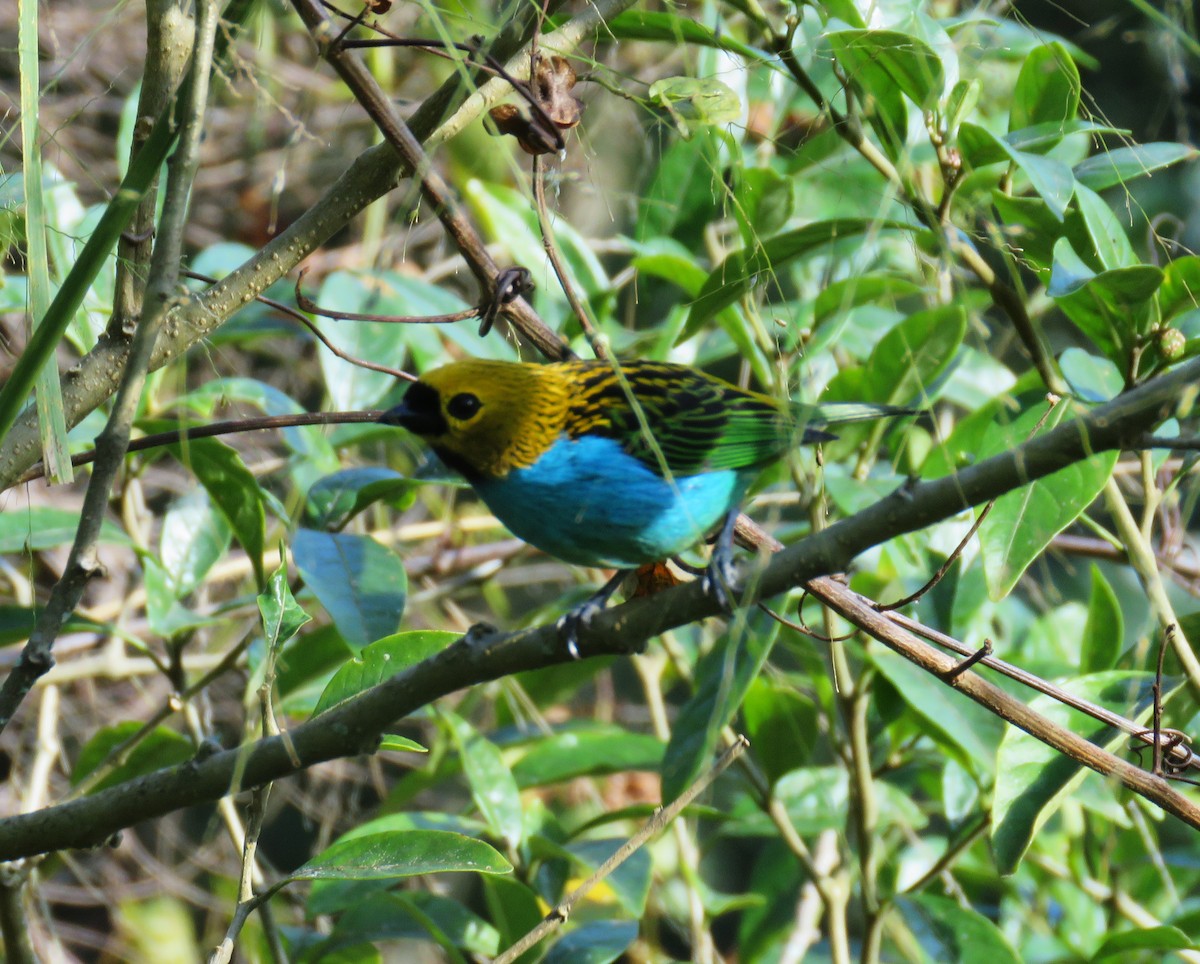 Tangara Ventriazul - ML64448281